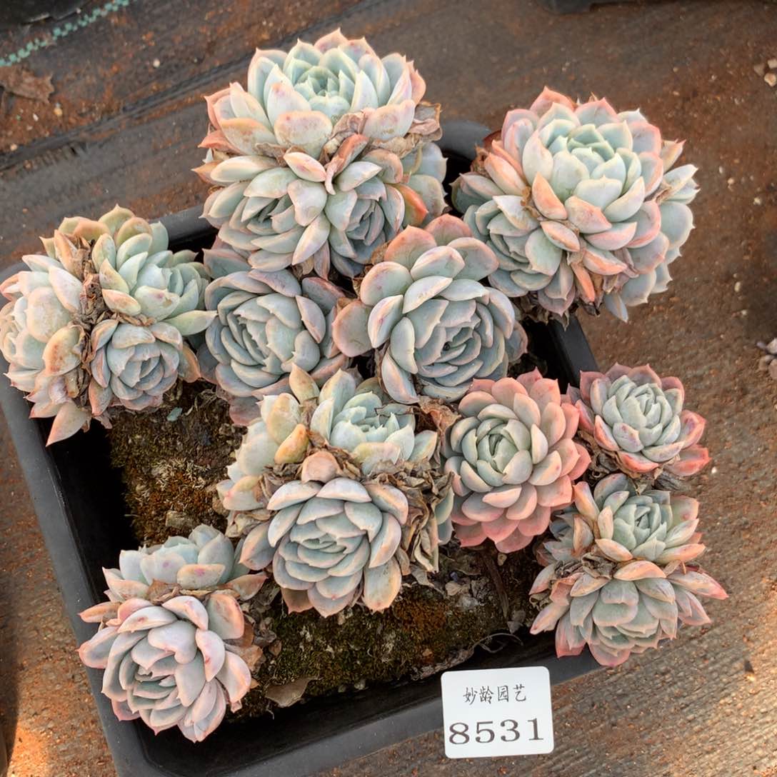 8531不包掉头整散杂交多肉植物