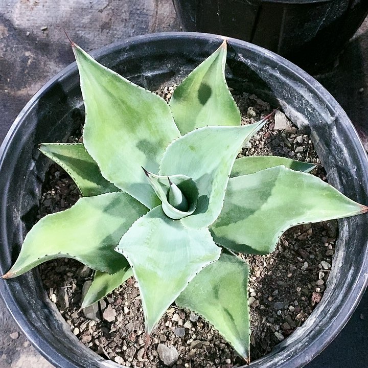 【闪购商品】无花朵时***。龙舌兰圆叶鲸