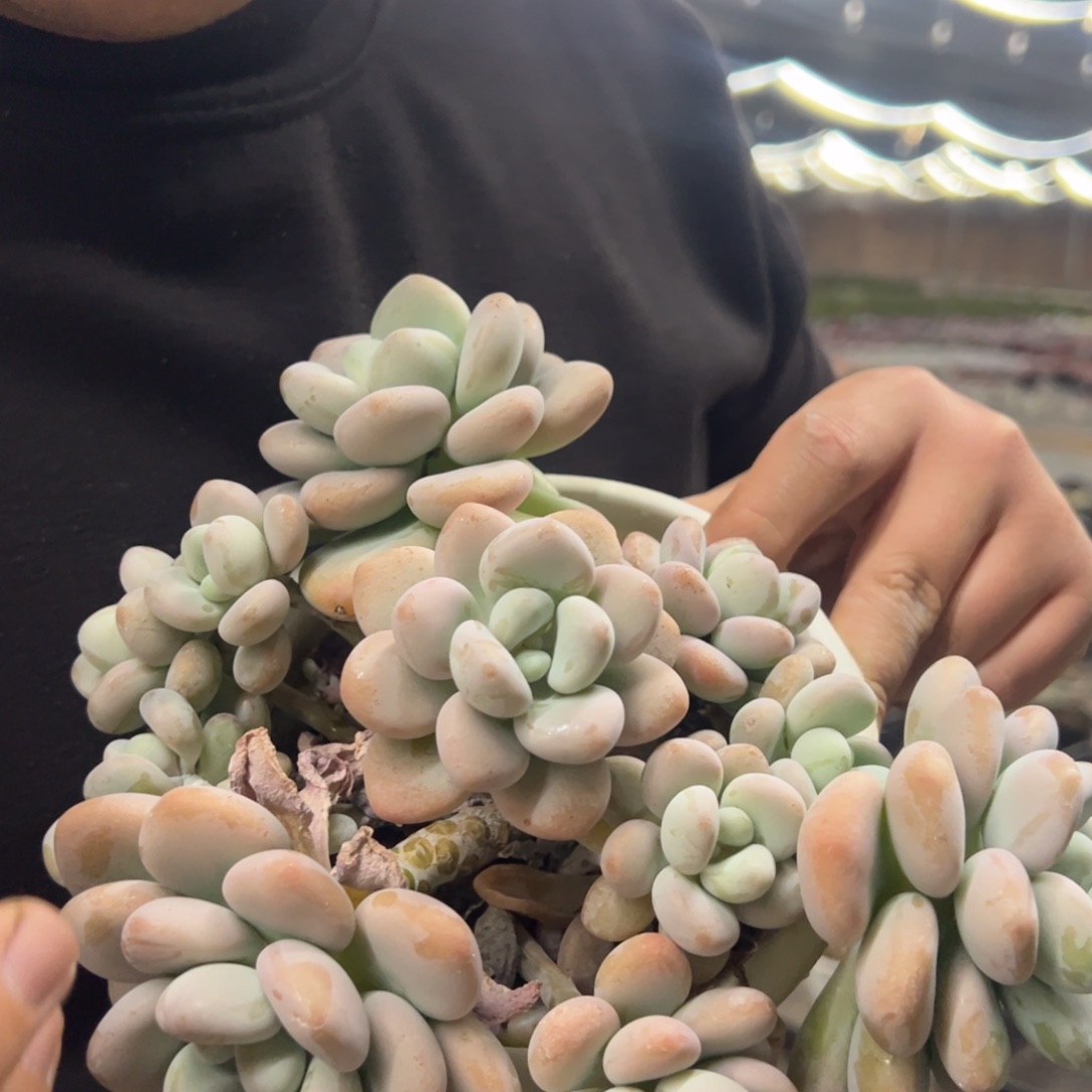 洛神整桩整群无砍