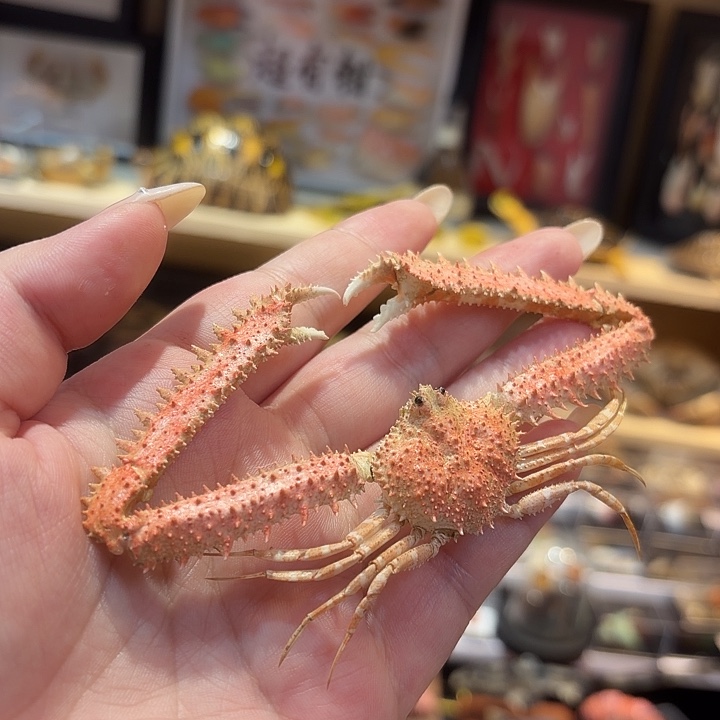 真实中华棱角蟹标本