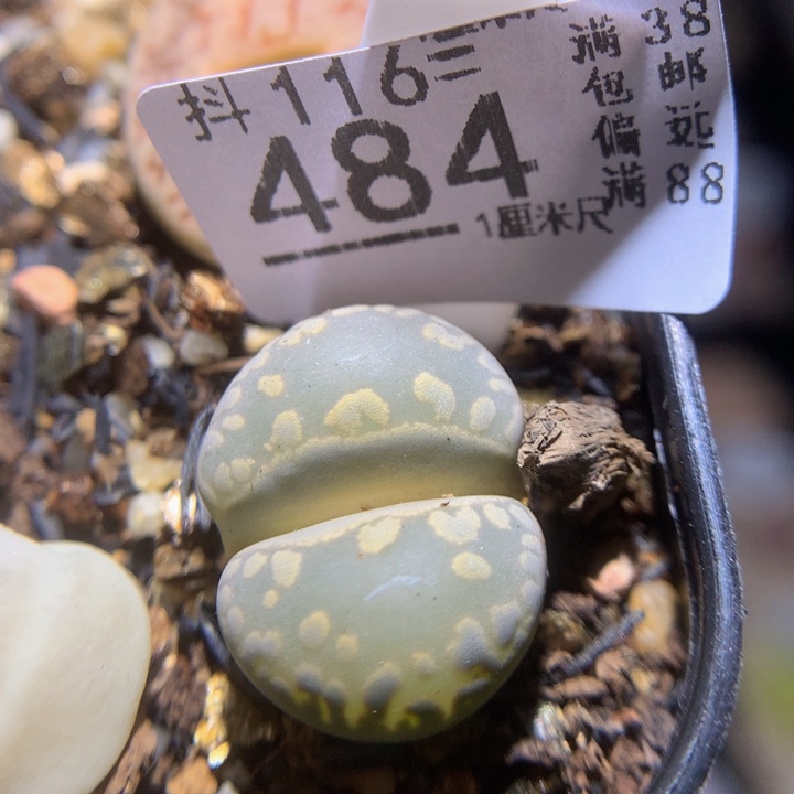 精品生石花116.484