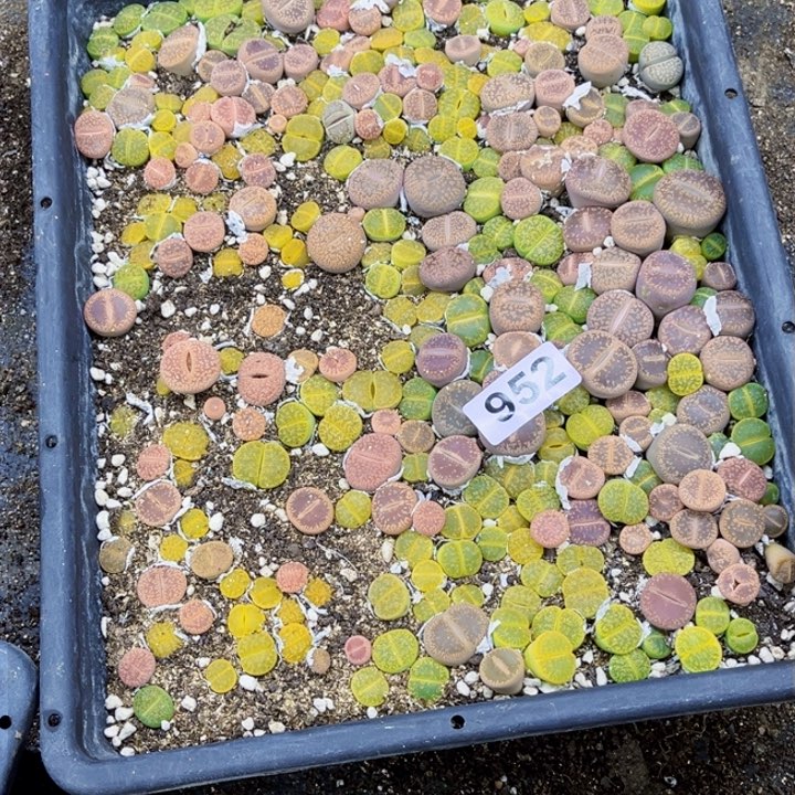 952 生石花一物一图如图