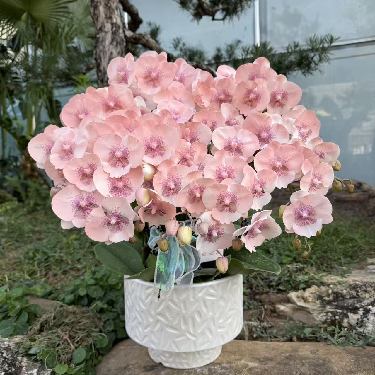  蝴蝶兰《海派甜心》小众品种 带香味梦幻色系爆款特殊工艺植物上色