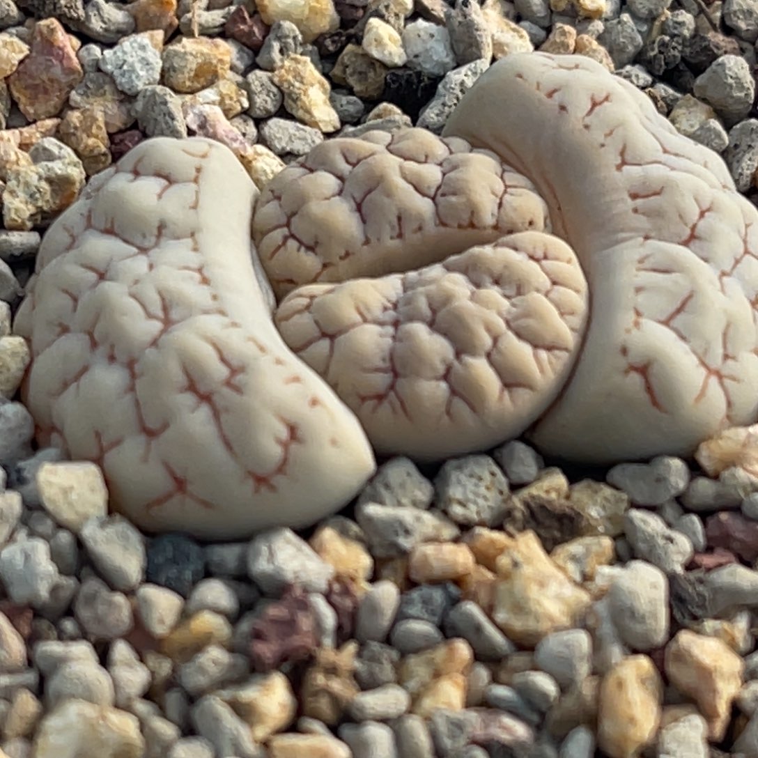 8717白底脑纹189一颗