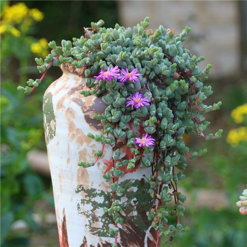 多头碧玉莲多肉植物群生肉肉植物室内新手创意花卉绿植盆栽防辐射