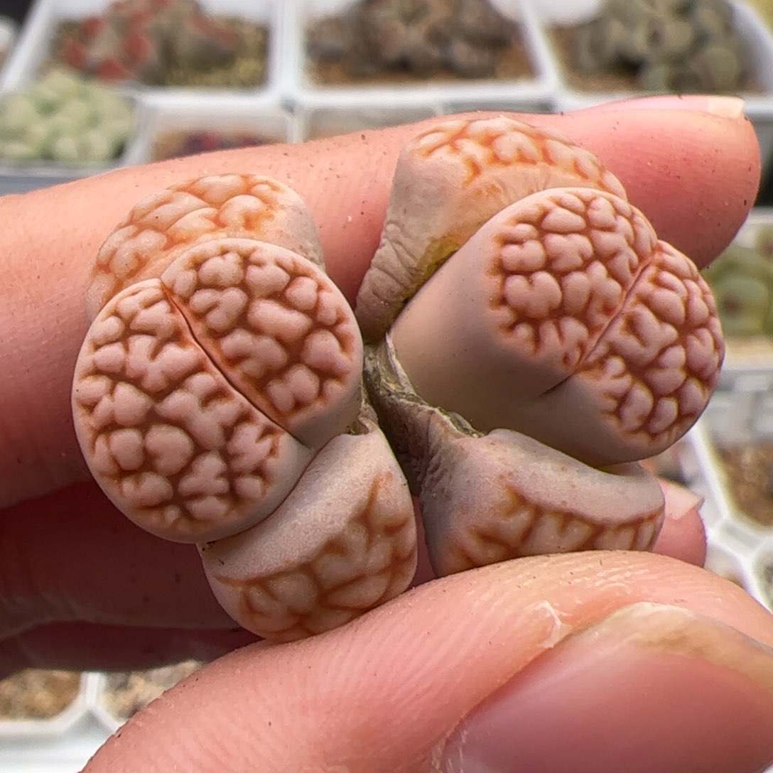 0282号红脑花 多肉植物