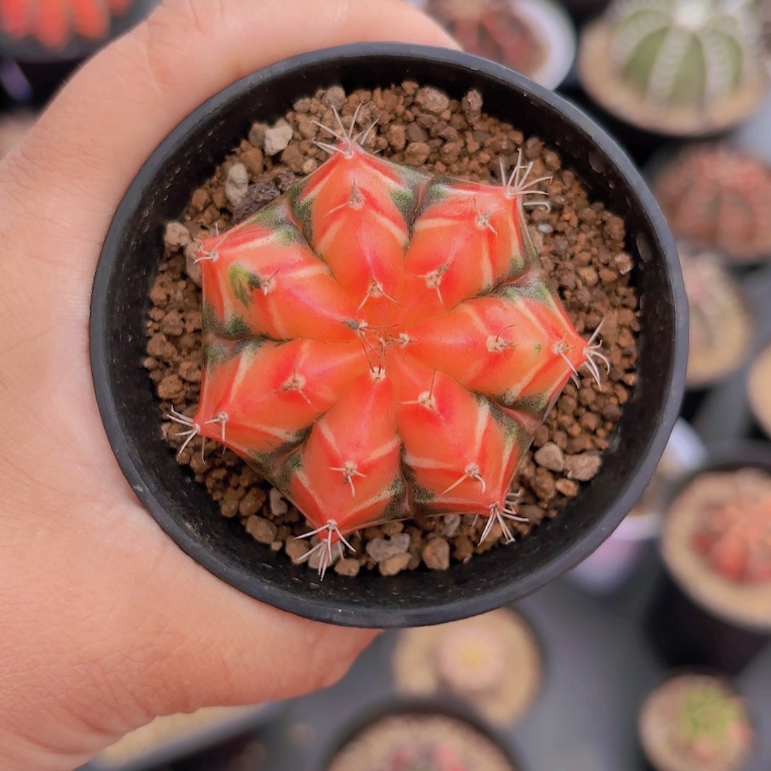 泰系实生米哈仙人球8号