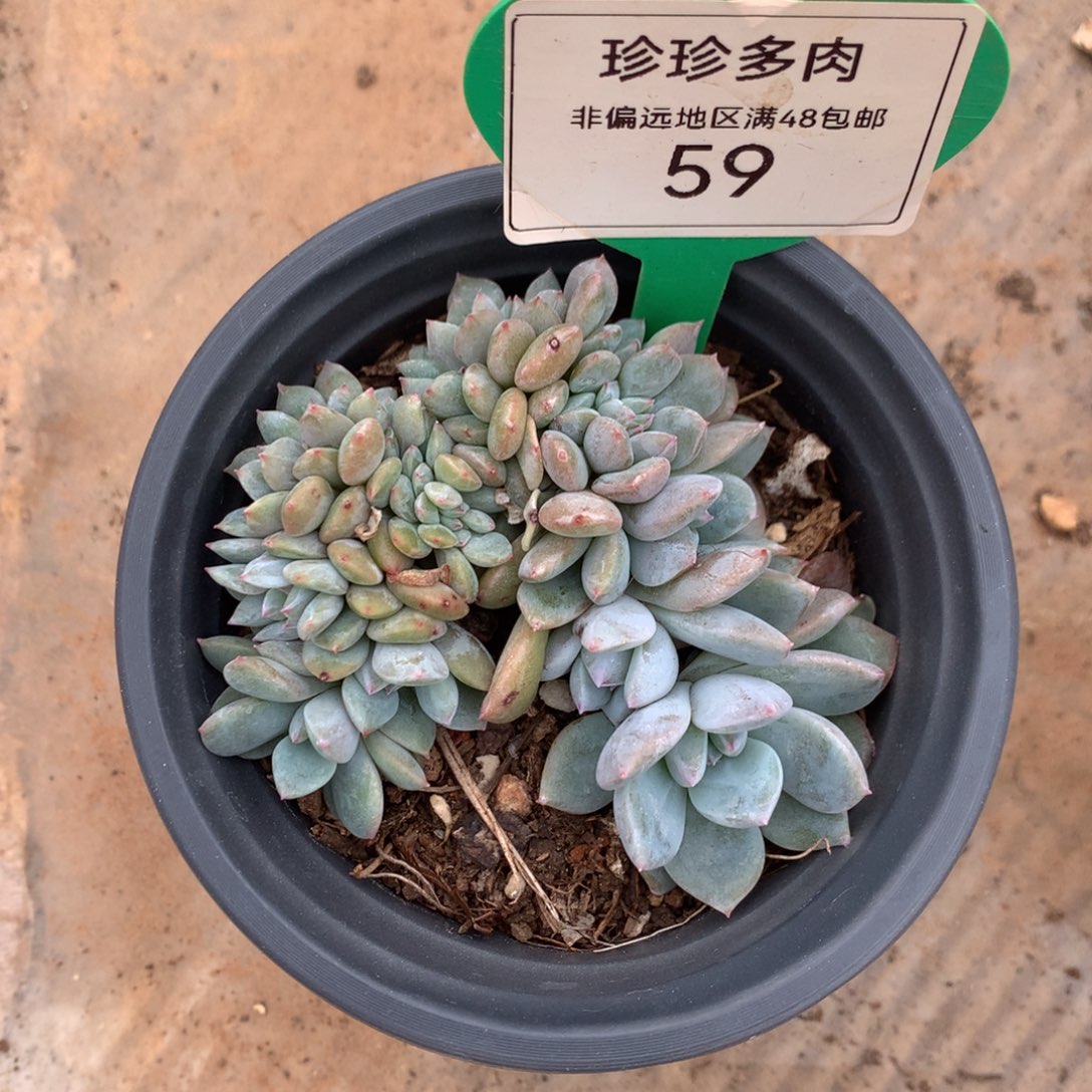 星影缀化9公分59
