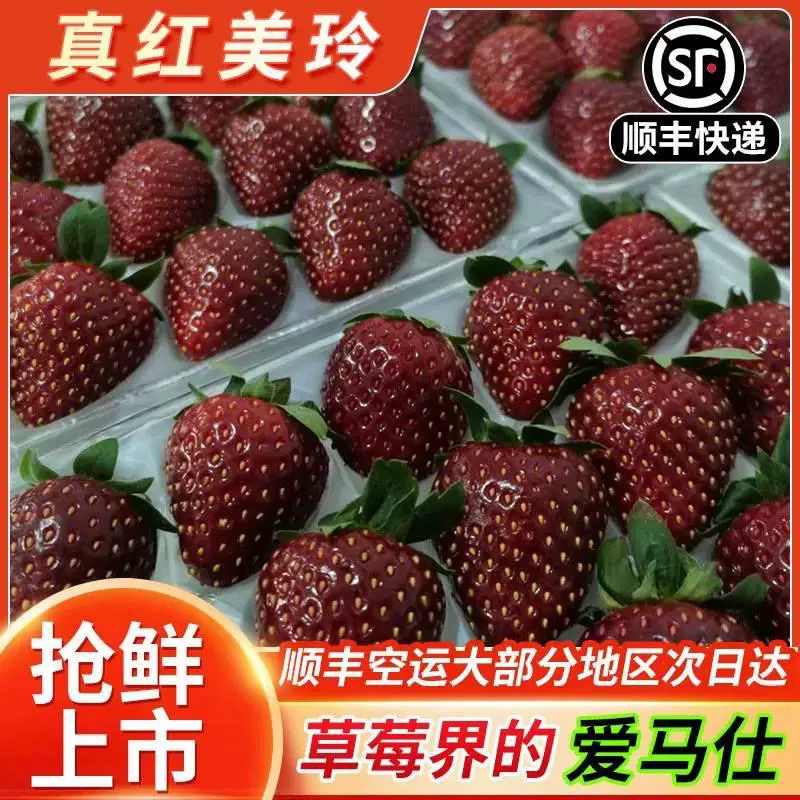真红美玲  黑珍珠黑美人  草莓新鲜水果高端品种