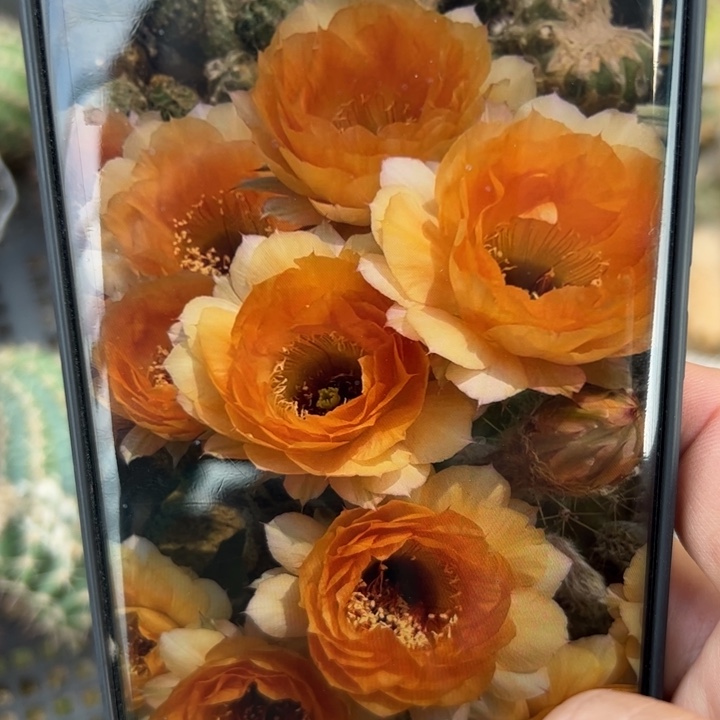 41彩草浪漫宝贝斑歪无根侧芽4公分左右20包邮