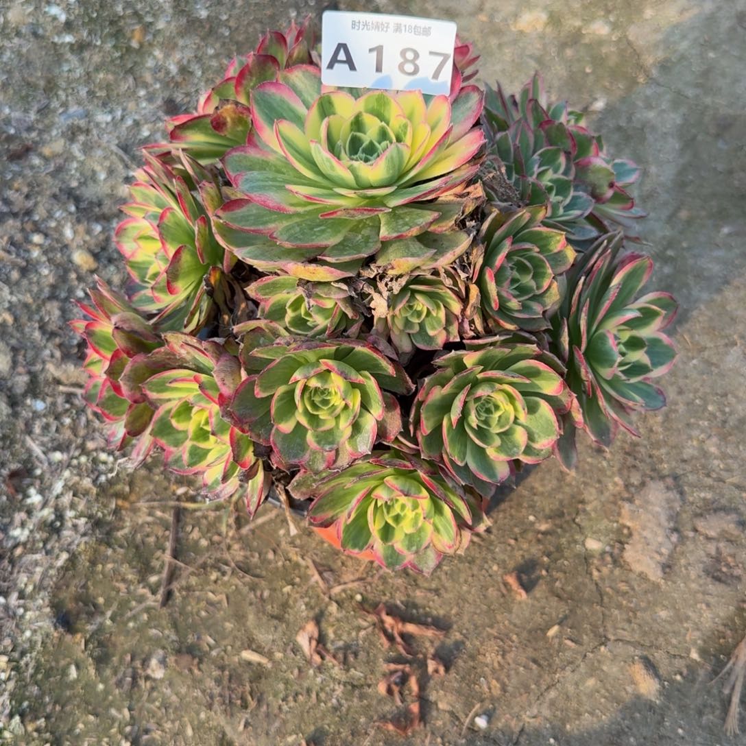 187海鲜。多肉植物