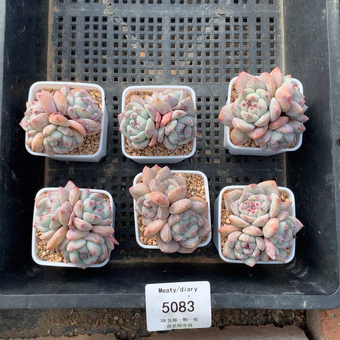 特5083精控星影石榴籽3头5厘米左右6颗一组