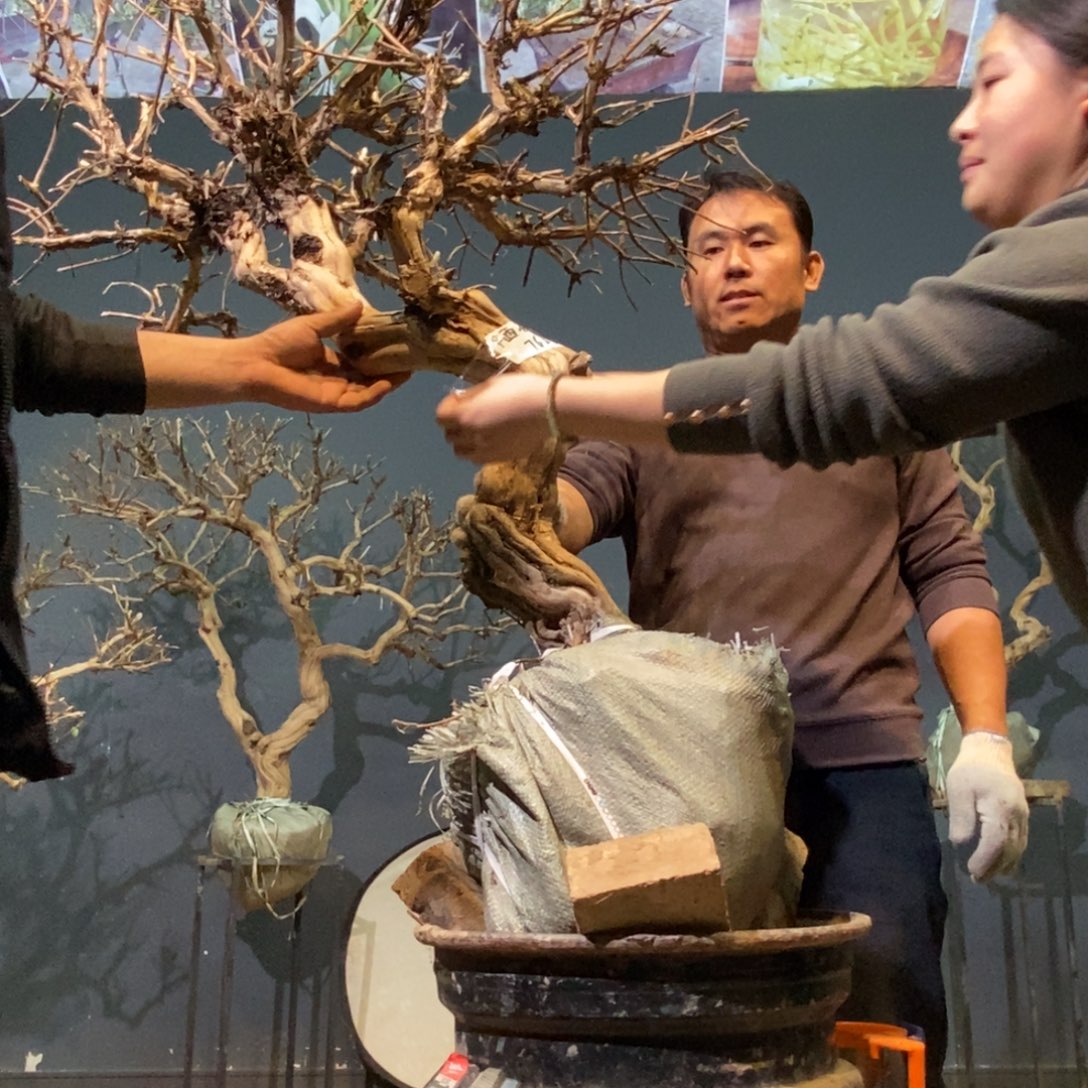 陋***民当前无花栽培后可以开花7688