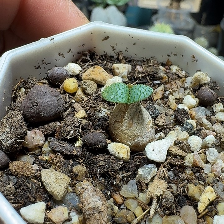 3***叔159刺叶灯台百合带盆发货