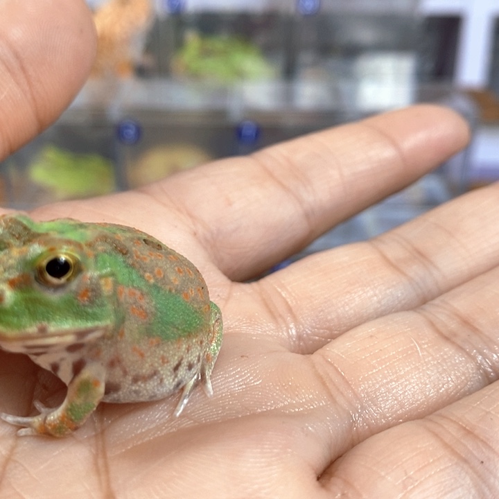 峰***帝角蛙464号波子角蛙