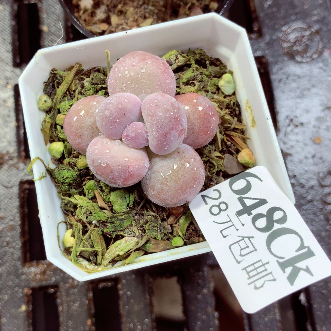 5厘米盆精控多肉648