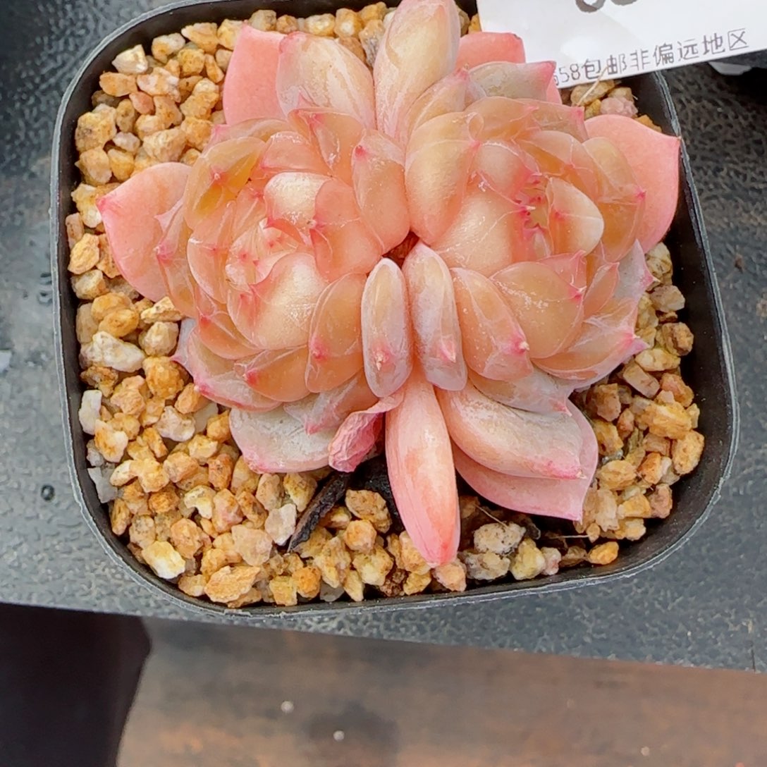 孤品珍妮，6809多肉植物