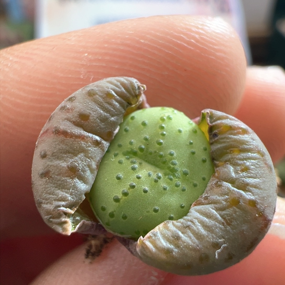 820。火龙果安贞。多肉