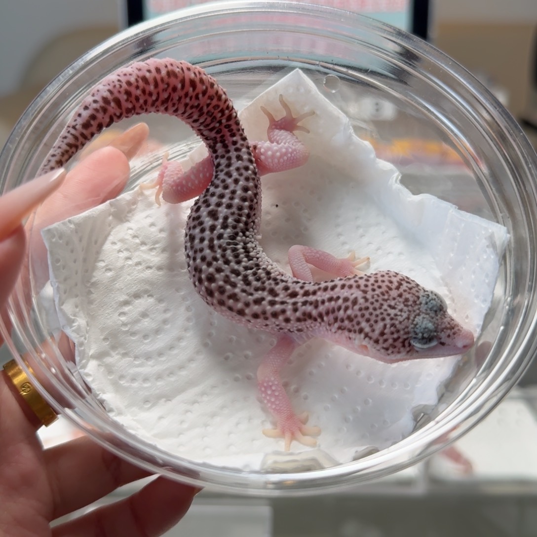 豹纹守宫银河妹妹