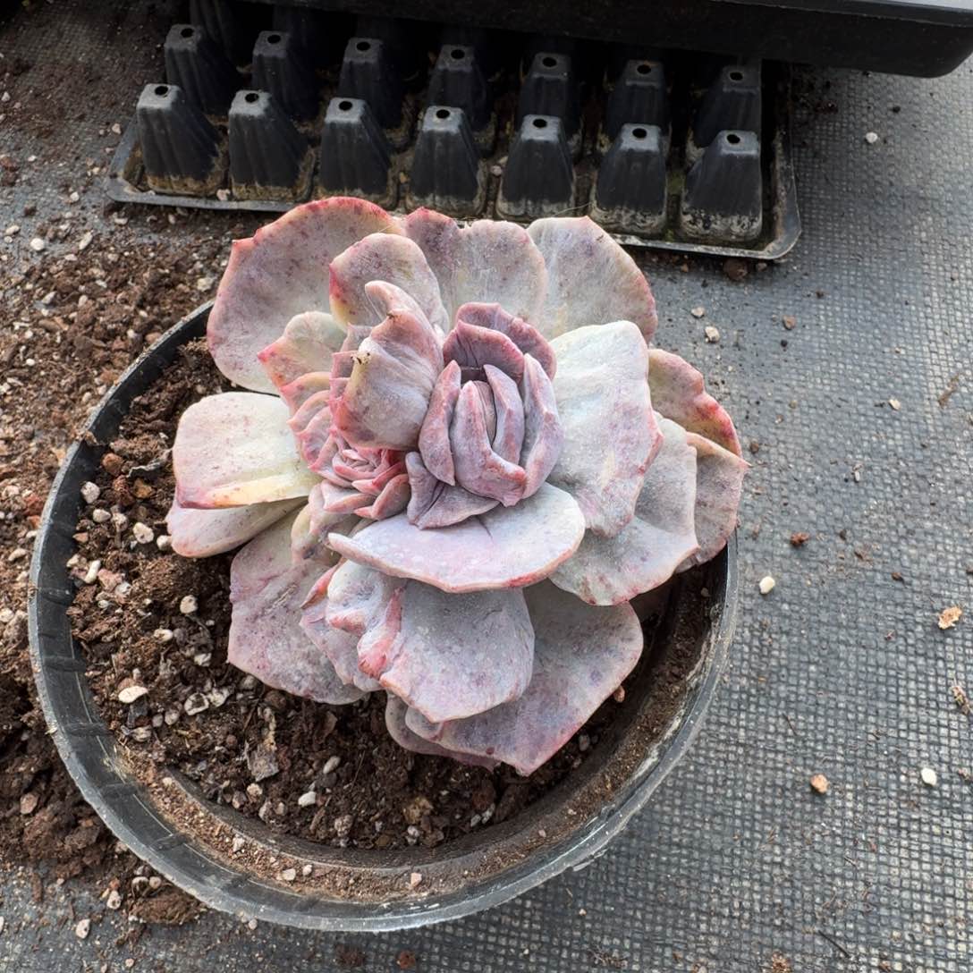 石化一棵一物一拍20-33