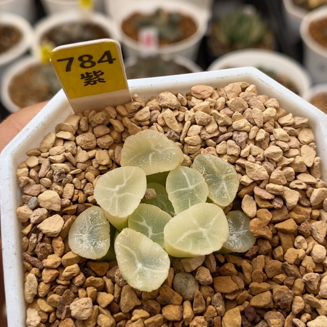 784糊斑多肉植物组合