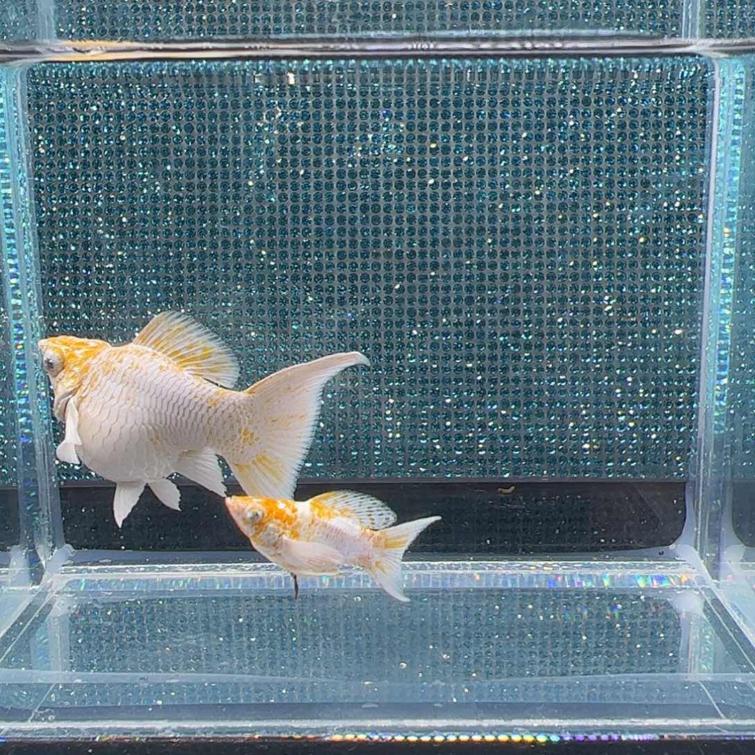 孔雀鱼樱花钻石眼