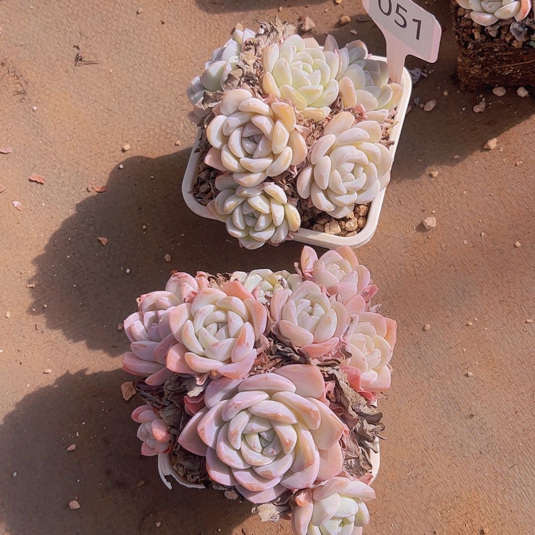 郑****o051冰玉40一组。。。