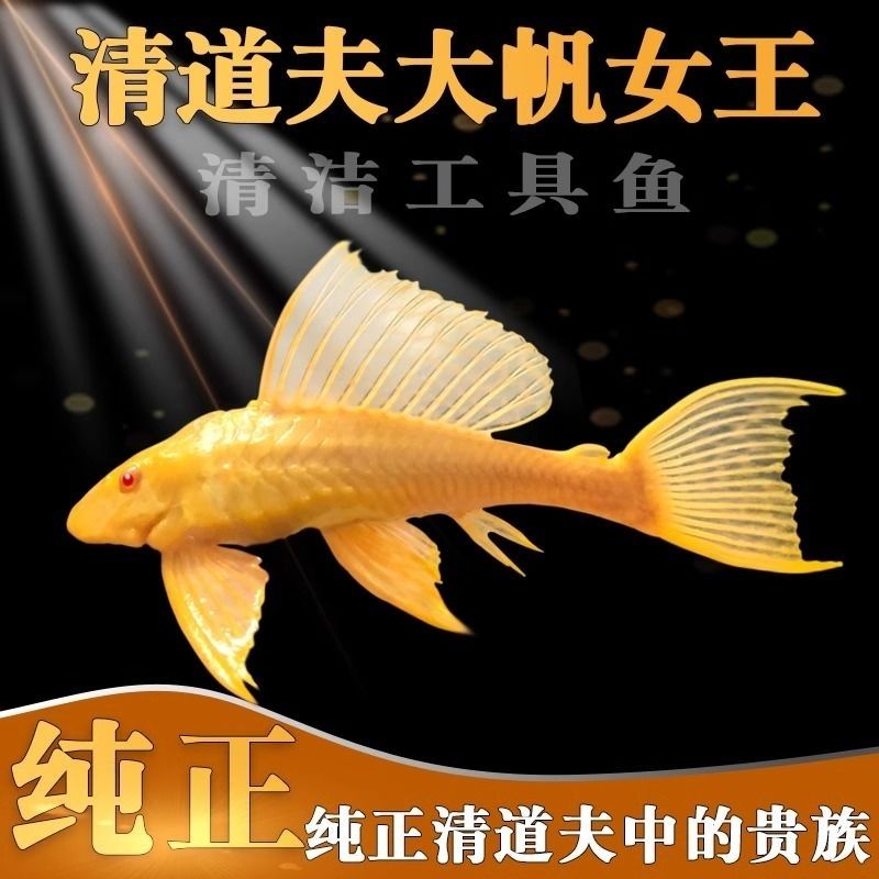 红眼女王大帆热带淡水清洁除藻观赏鱼