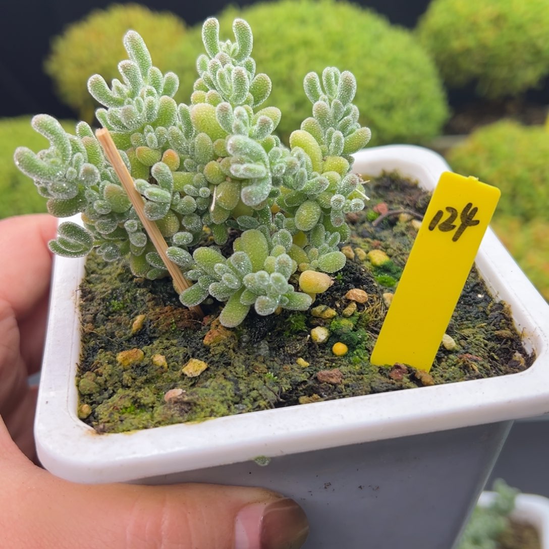 冰晶枝干124号10cm盆