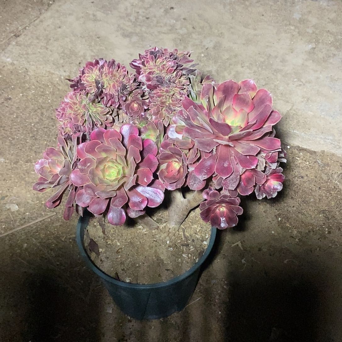 多肉植物二十七号美杜莎缀化