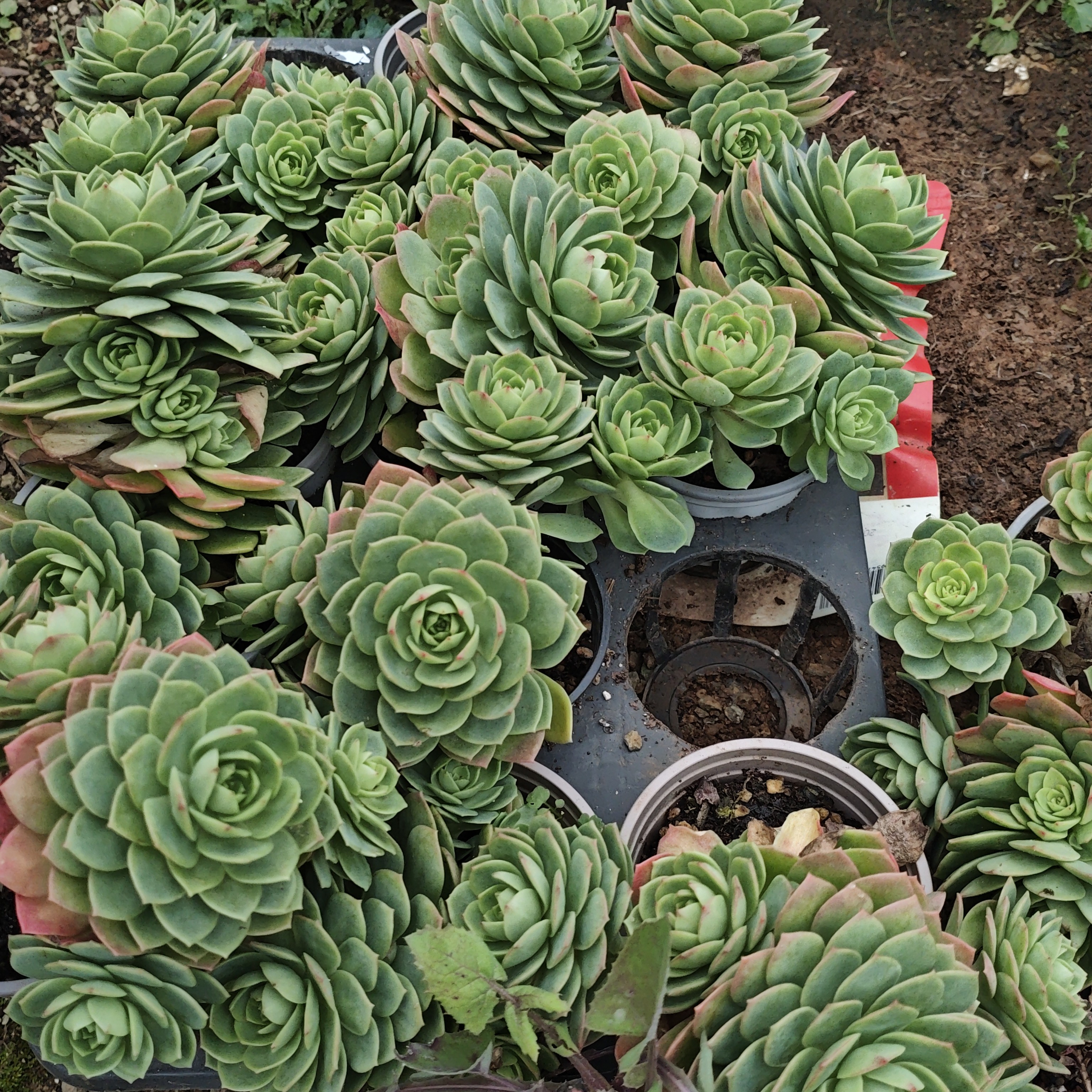 多肉植物绿蔷薇6颗脱土发货 不售后