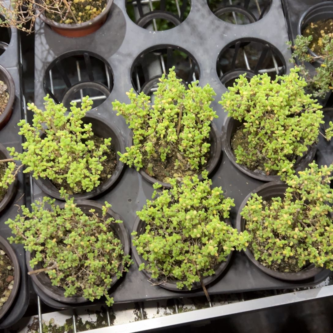 米粒窄福伦锦90杯老桩福利