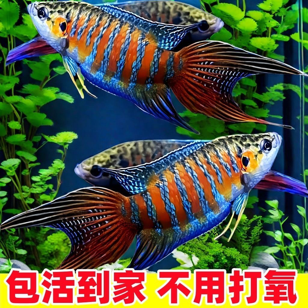 （到手15条）巨普活体小型冷淡水观赏鱼好养耐无需打氧原生鱼