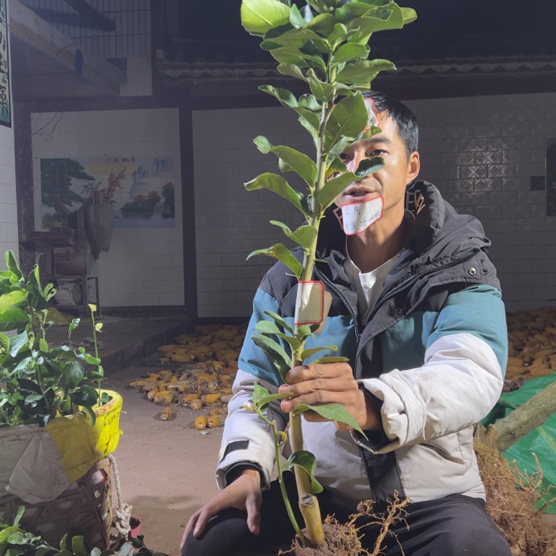 用***9无花朵6079一颗特大苗