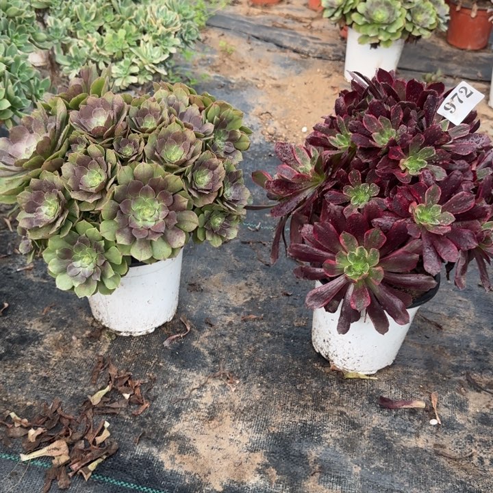 972万圣节➕赤霞飞包邮。          