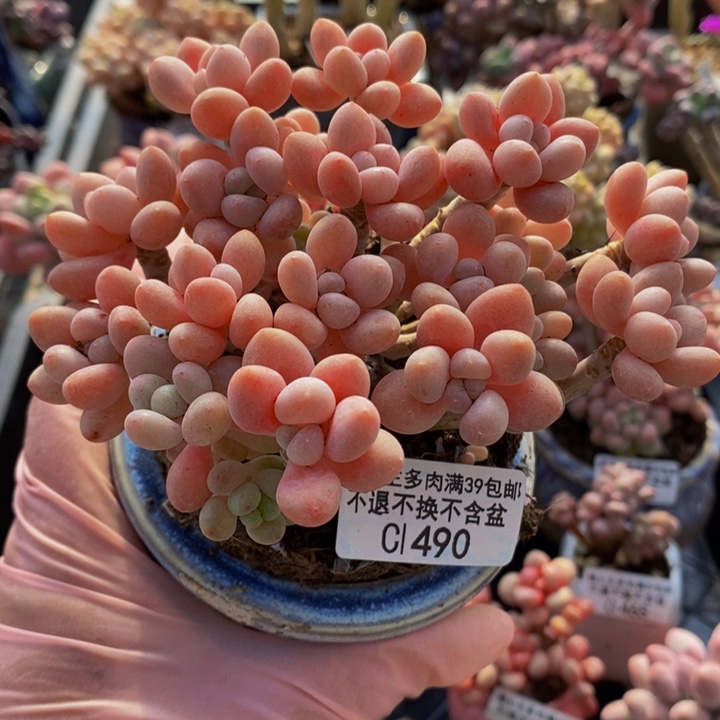 鱼子酱老桩12cm490多肉植物