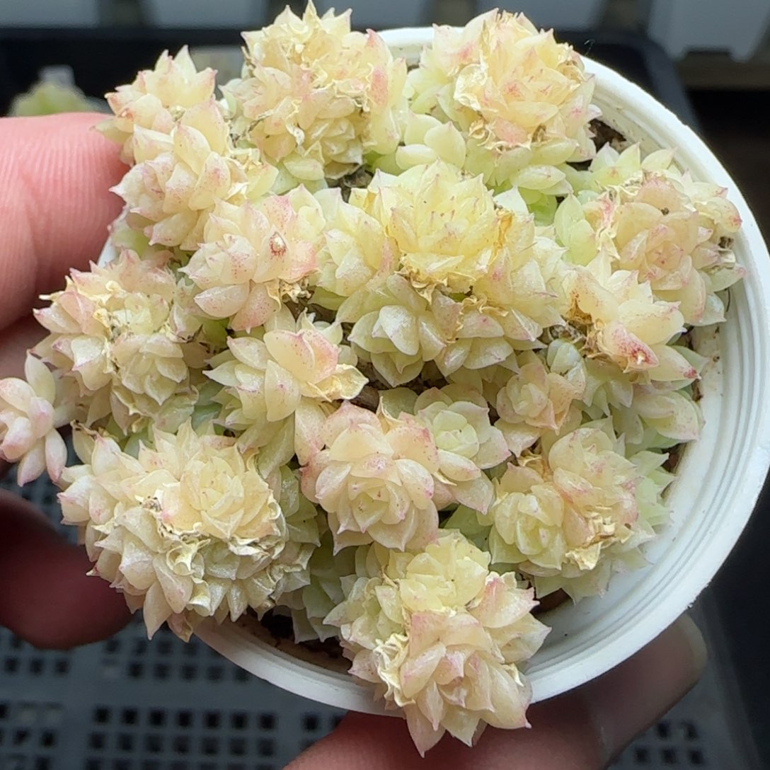 0215-162小脸麦秆