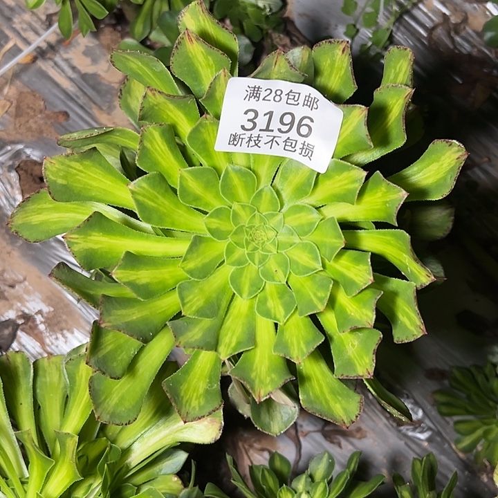 3196无根知否多肉植物