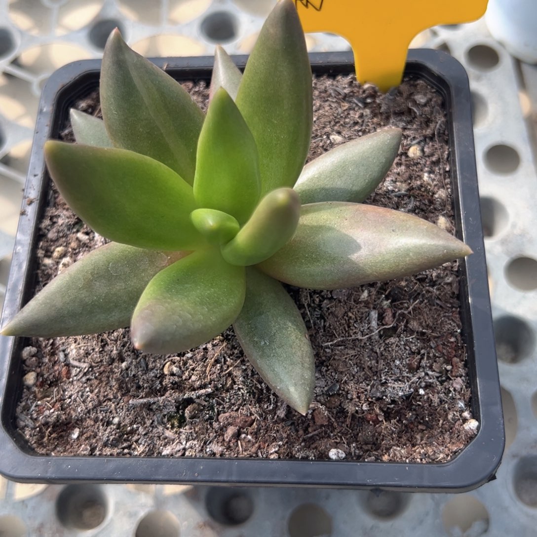 朵唯菲多肉植物寄养