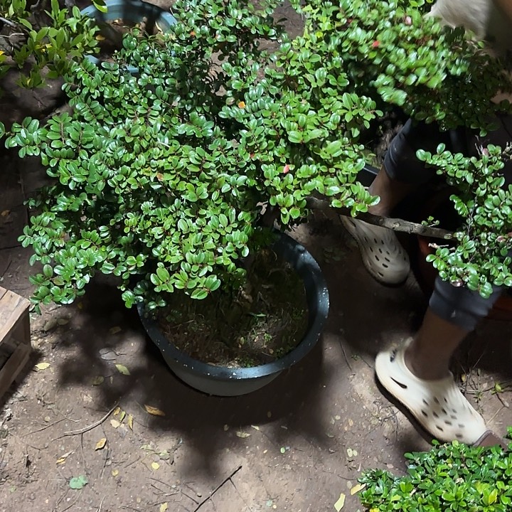 用***8无花朵哈哈哈哈哈