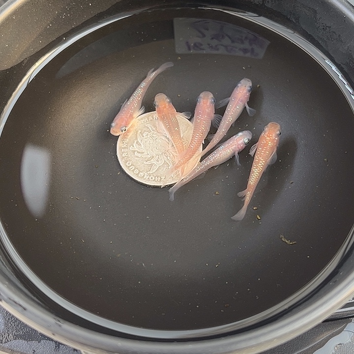 青鳉鱼粉王华6条20号