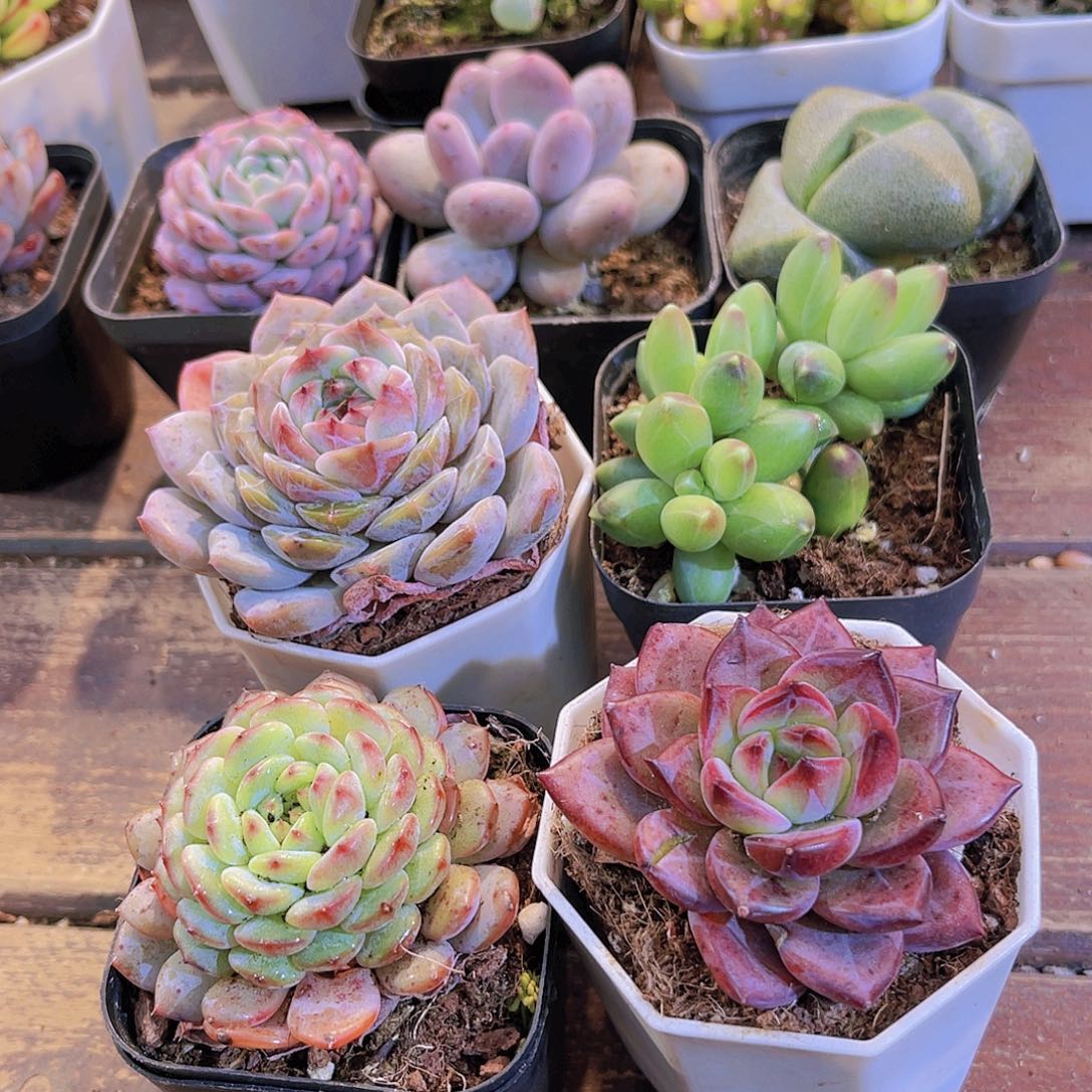 溏心➕夜魔侠➕千代田➕白胖子