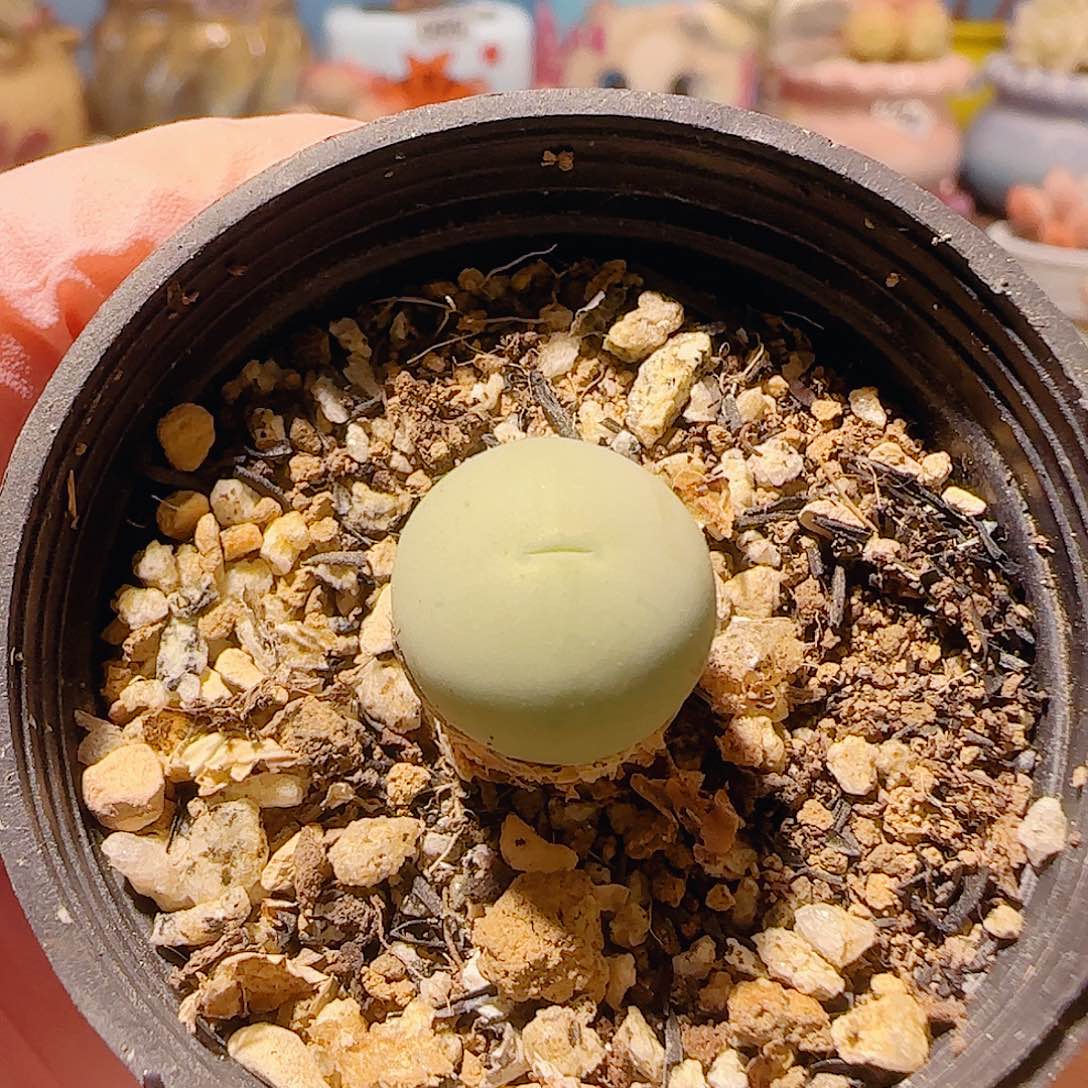 T可爱鸽子蛋盆口2.5cm