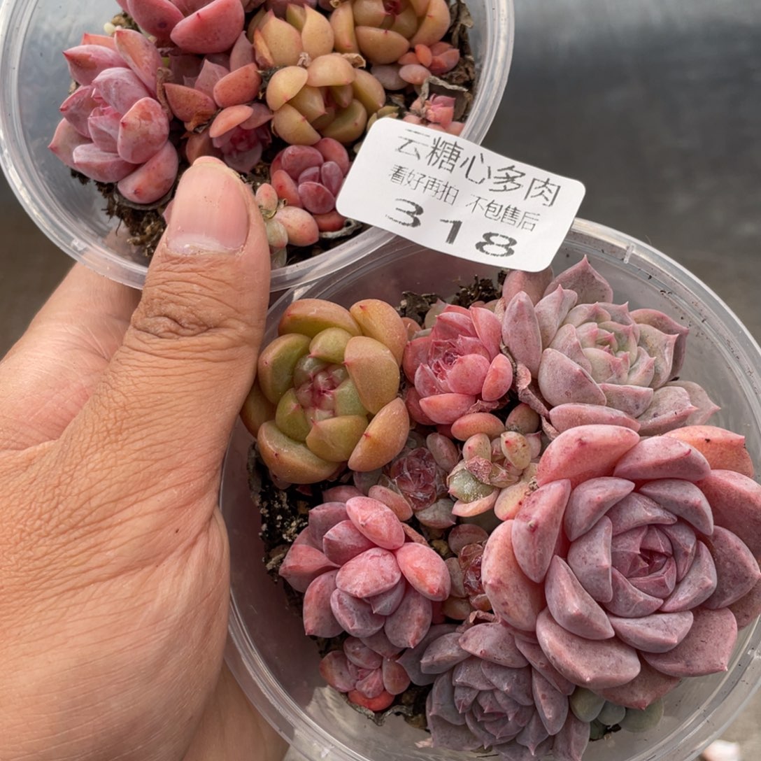 云糖心多肉植物318