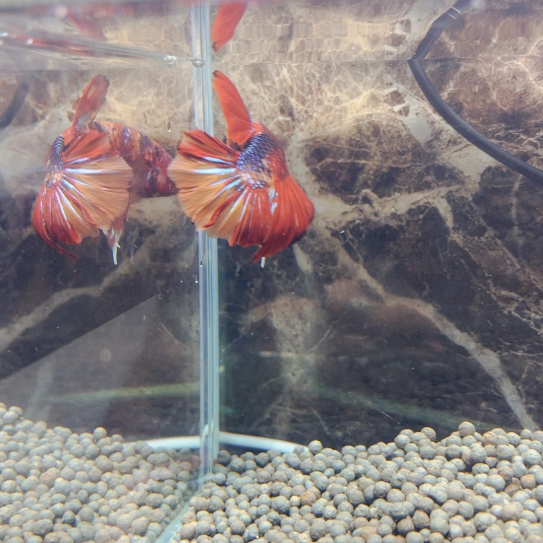 斗鱼福利斗哈哈糖果666