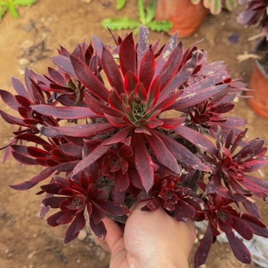 孔雀锦9.9多肉植物