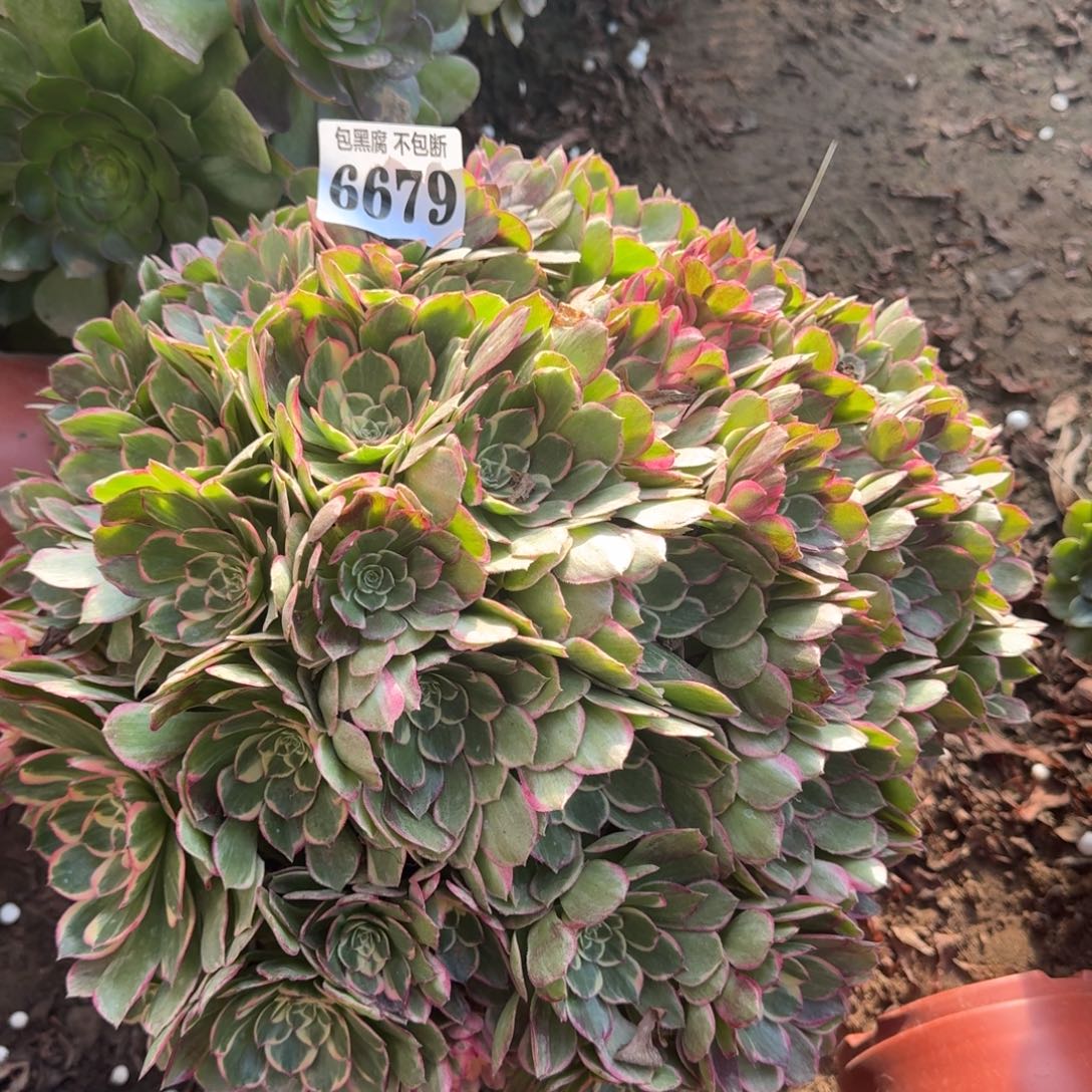 法师丘比特18-5 6679