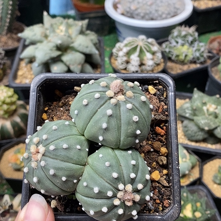 三头实生兜7.6公分