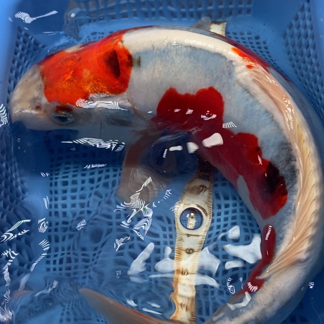 锦鲤冷水锦鲤包邮