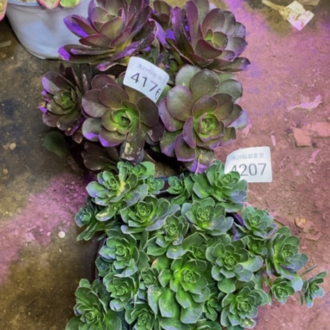 两盆多肉植物4176
